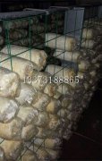 養殖蘑菇網(wǎng)片 出菇網(wǎng)片